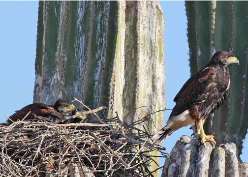 Harris's hawk 6